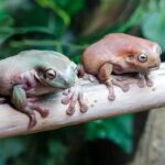 Tree Frog Feeding Habits: How Often Do They Eat?