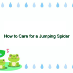 How to Care for a Jumping Spider