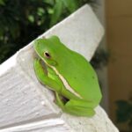 Effective Techniques for Catching a Frog in Your House