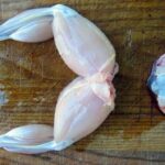 Step-by-step guide to cleaning a frog