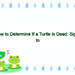 How to Determine If a Turtle Is Dead: Signs to Look for