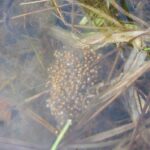 Discover the Best Techniques for Locating Frog Eggs