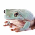 Guide to Obtaining a White Frog