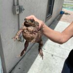 Best Ways to Give Someone a Frog