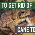 Effective Methods to Deter Frogs from Your Home