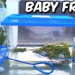 Creating a Frog Habitat: Step-by-Step Guide to Setting Up an Aquarium