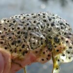 Tips for Raising Frog Eggs: A Comprehensive Guide