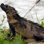 Hydrosaurus microlophus – The Water Monitor Lizard with a Unique Crest