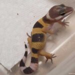 The Hypo Leopard Gecko: A Beautiful and Unique Reptile