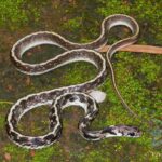 All About the Indian Egg Eating Snake: Behavior, Diet, and Habitat
