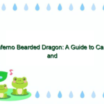 Inferno Bearded Dragon: A Guide to Care and Breeding