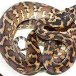 Irian Jaya Carpet Python: Care and Breeding Guide