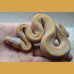 Iridescent Ball Python: Care, Appearance, and More