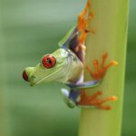 Are Red Eyed Tree Frogs Poisonous?