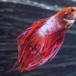 Is fin rot contagious