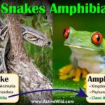 Is Frog a Reptile or Amphibian?