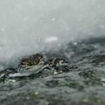 Can Frogs Really Rain from the Sky? Debunking the Myth