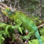 Jackson Chameleons in Hawaii: An Introduction to the Unique Species