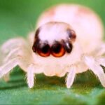 Jumping Spider Instar Chart