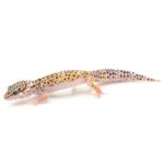 All about juvenile leopard geckos: care, habitat, and behavior