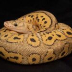 Killer Clown Ball Python – A Deadly Beauty