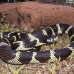 Discover the Fascinating King Snakes of Arizona