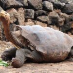 Explore the Different Types of Large Tortoise Breeds