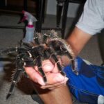 Lasiodora parahybana: Care, Habitat, and Interesting Facts