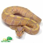 Discover the Unique Lavender Banana Ball Python – A Stunning Snake