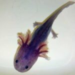 Lavender Blue Axolotl – Discover the Mesmerizing Colors of these Unique Creatures