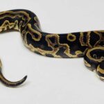 Leopard Ball Python – Amazing Patterns and Colors