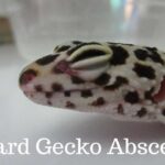 Leopard Gecko Abscess: Causes, Symptoms, and Treatment
