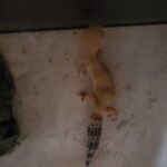 Causes and Treatments for Leopard Gecko Diarrhea