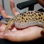 Unveiling The Secrets of Leopard Gecko Eggs in Belly