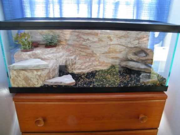 DIY Leopard Gecko Enclosure - Vital Frog