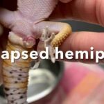 All About Leopard Gecko Hemipenes: Anatomy, Function, and Care