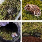 Everything You Need to Know About Leopard Gecko Moss