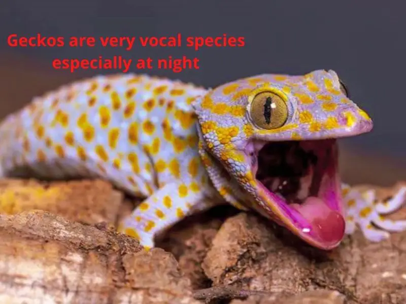 Everything you need to know about leopard gecko noises - Vital Frog