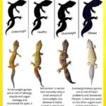 Leopard Gecko Size Chart – A Comprehensive Guide to Growing Your Gecko