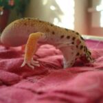 Interesting facts about leopard geckos yawning