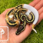 Leopard Pied Ball Python: A Stunning Morph with Unique Markings