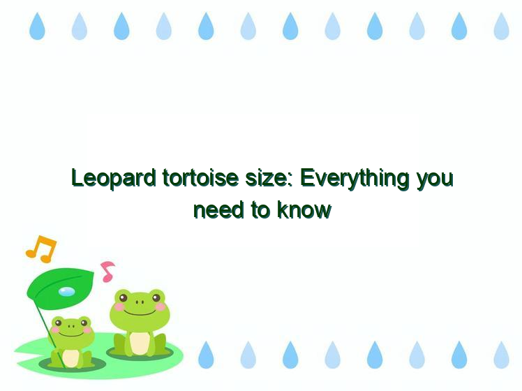 Leopard tortoise size: Everything you need to know - Vital Frog