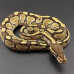 Overview of the Lesser Ball Python: Appearance, Care, and Breeding