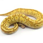 All About the Lesser Banana Ball Python: Care, Genetics, and Morphs