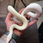 Leucistic Colombian Rainbow Boa – The Stunning White Beauty