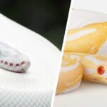 Leucistic Snake – A Rare and Beautiful Phenomenon