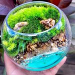 Best Live Terrarium Plants for a Beautiful Indoor Garden