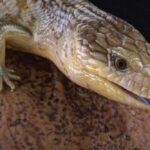 Low Maintenance Reptiles