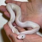 Discover More About the Beautiful Lucy Ball Python | All You Need to Know