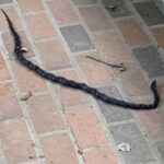 Lumpy black snake – fascinating facts and information